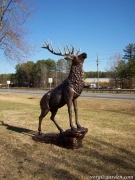 Elk on Rock