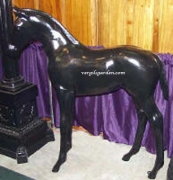 Horse - Colt