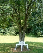 Tree Bench - Small