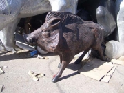 Javalina