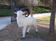Ram